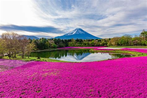 Hakone Gora Park - Zaczarowany Ogród z Widokiem na Fuji!